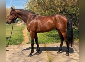 Koń westfalski, Ogier, 3 lat, 169 cm, Gniada