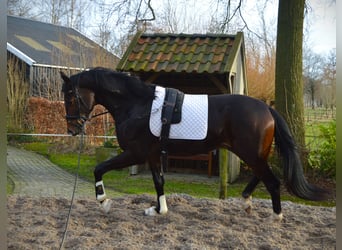 Koń westfalski, Ogier, 3 lat, 170 cm, Ciemnogniada