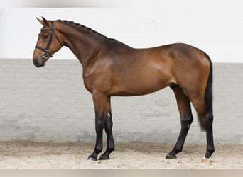 Koń westfalski, Ogier, 3 lat, 170 cm, Gniada