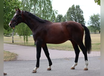 Koń westfalski, Ogier, 3 lat, Ciemnogniada