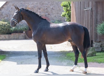 Koń westfalski, Ogier, 4 lat, 165 cm, Skarogniada