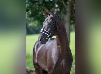 Koń westfalski, Ogier, 4 lat, 165 cm, Skarogniada