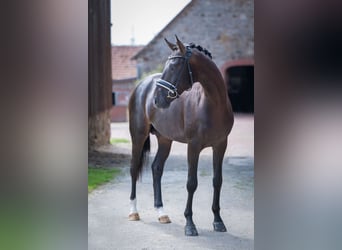 Koń westfalski, Ogier, 4 lat, 165 cm, Skarogniada