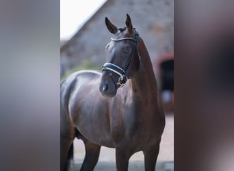 Koń westfalski, Ogier, 4 lat, 165 cm, Skarogniada