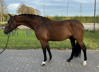 Koń westfalski, Ogier, 4 lat, 166 cm, Gniada