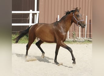 Koń westfalski, Ogier, 4 lat, 167 cm, Gniada