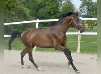 Koń westfalski, Ogier, 4 lat, 167 cm, Gniada