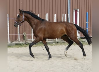 Koń westfalski, Ogier, 4 lat, 167 cm, Gniada
