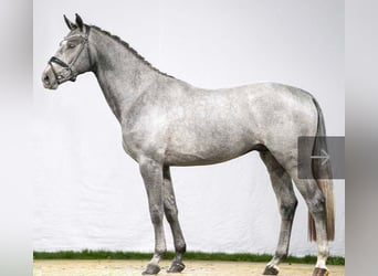 Koń westfalski, Ogier, 4 lat, 169 cm