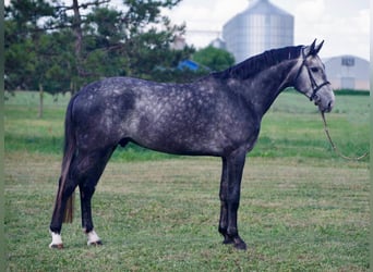 Koń westfalski, Ogier, 4 lat, 170 cm, Siwa jabłkowita