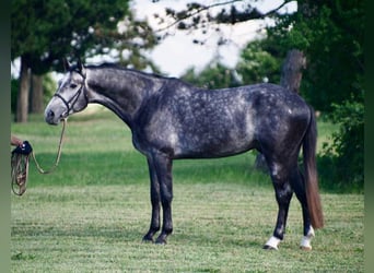 Koń westfalski, Ogier, 4 lat, 170 cm, Siwa jabłkowita