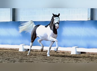 Koń westfalski, Ogier, 5 lat, 150 cm, Srokata