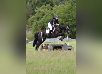 Koń westfalski, Ogier, 5 lat, 163 cm, Ciemnogniada