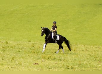 Koń westfalski, Ogier, 5 lat, 163 cm, Kara