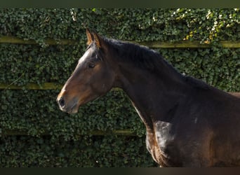 Koń westfalski, Ogier, 5 lat, 164 cm