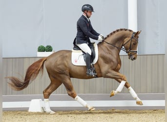 Koń westfalski, Ogier, 5 lat, 165 cm, Kasztanowata