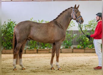 Koń westfalski, Ogier, 5 lat, 165 cm, Kasztanowata