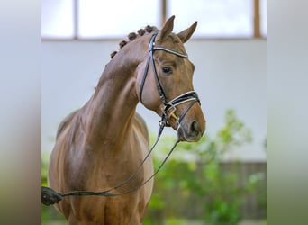 Koń westfalski, Ogier, 5 lat, 165 cm, Kasztanowata