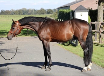 Koń westfalski, Ogier, 5 lat, 167 cm, Bułana