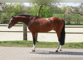 Koń westfalski, Ogier, 5 lat, 167 cm, Gniada