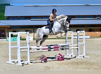 Koń westfalski, Ogier, 5 lat, 167 cm, Siwa
