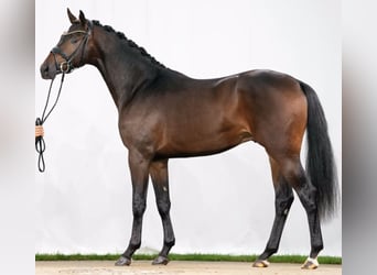 Koń westfalski, Ogier, 5 lat, 168 cm, Ciemnogniada