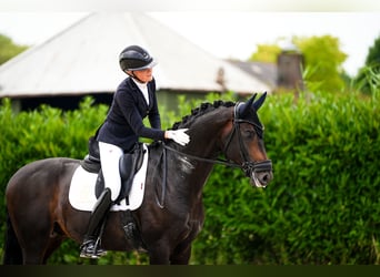 Koń westfalski, Ogier, 5 lat, 170 cm, Skarogniada