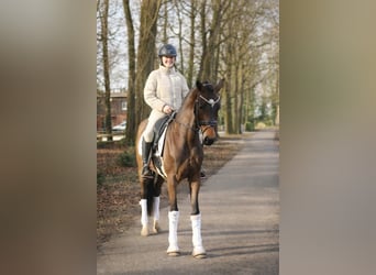 Koń westfalski, Ogier, 5 lat, 172 cm, Gniada