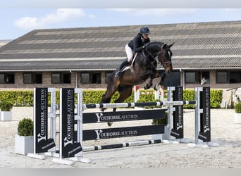 Koń westfalski, Ogier, 5 lat, 172 cm