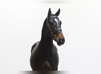 Koń westfalski, Ogier, 5 lat, 172 cm