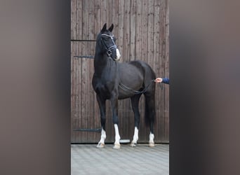 Koń westfalski, Ogier, 6 lat, 164 cm, Kara