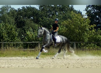 Koń westfalski, Ogier, 6 lat, 164 cm, Siwa