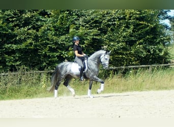 Koń westfalski, Ogier, 6 lat, 164 cm, Siwa