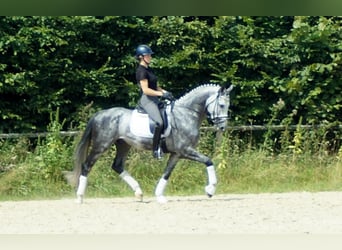 Koń westfalski, Ogier, 6 lat, 164 cm, Siwa