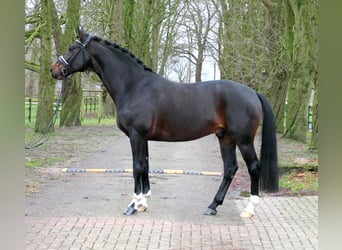 Koń westfalski, Ogier, 6 lat, 171 cm, Skarogniada