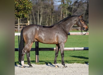 Koń westfalski, Ogier, 7 lat, 167 cm, Ciemnogniada