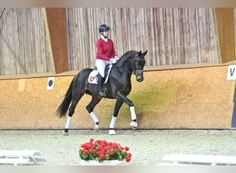 Koń westfalski, Ogier, 5 lat, 168 cm, Ciemnogniada
