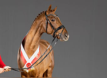 Koń westfalski, Ogier, 4 lat, 172 cm, Ciemnokasztanowata
