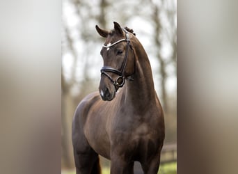 Koń westfalski, Ogier, 5 lat, 172 cm, Ciemnokasztanowata