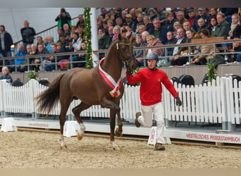 Koń westfalski, Ogier, 3 lat, 166 cm, Ciemnokasztanowata