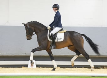 Koń westfalski, Ogier, 5 lat, 168 cm, Gniada