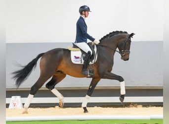 Koń westfalski, Ogier, 5 lat, 168 cm, Gniada