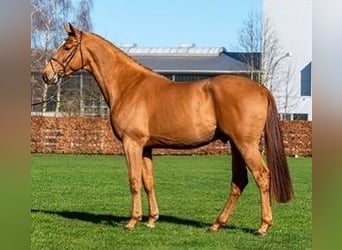 Koń westfalski, Ogier, 5 lat, 171 cm, Kasztanowata