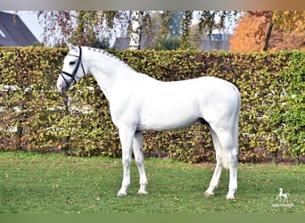 Koń westfalski, Ogier, 18 lat, 173 cm, Siwa