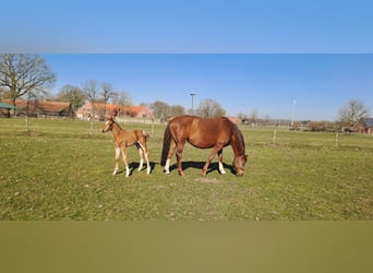 Koń westfalski, Ogier, , 170 cm, Ciemnokasztanowata