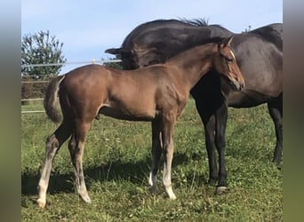 Koń westfalski, Ogier, Źrebak (06/2025), 170 cm, Gniada