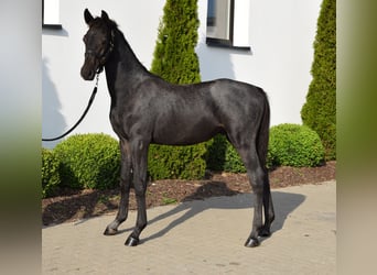 Koń westfalski, Ogier, Źrebak (02/2023), 170 cm, Może być siwy