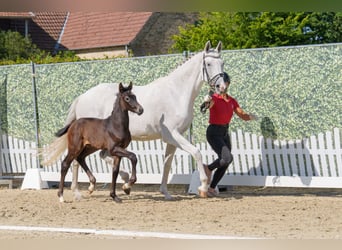 Koń westfalski, Ogier, Źrebak (06/2026), 170 cm, Może być siwy