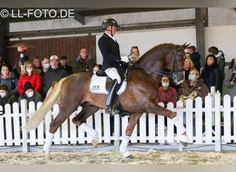 Koń westfalski, Ogier, , 172 cm, Kara