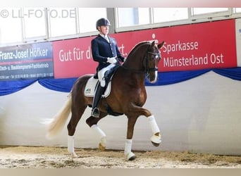 Koń westfalski, Ogier, , 172 cm, Kara